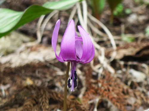 カタクリの花