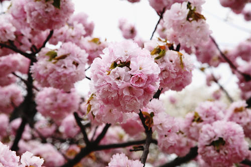 八重桜