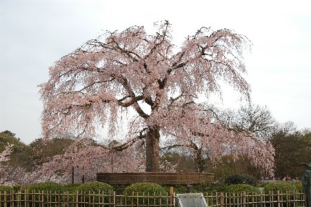 しだれ桜