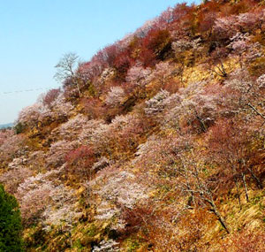 吉野千本桜の見頃は？駐車場は？2014の開花予想など