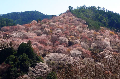 吉野桜