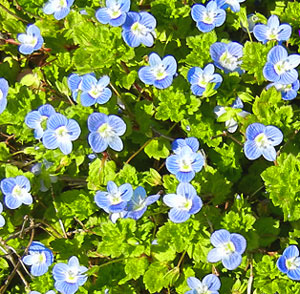 オオイヌノフグリの意味があまりにひどい！花言葉や別名は？