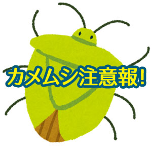 カメムシの大量発生で注意報？チャバネアオカメムシの被害とは？